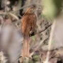 Brown Thrasher (Toxostoma rufum).jpg